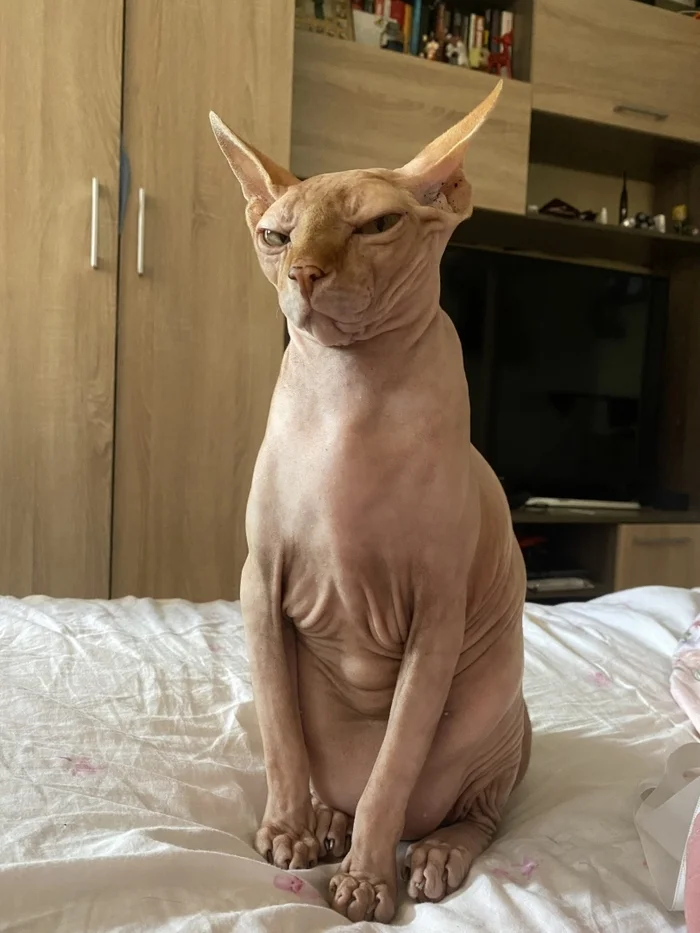 Looks at you like you're pus - cat, Don Sphynx, Feces