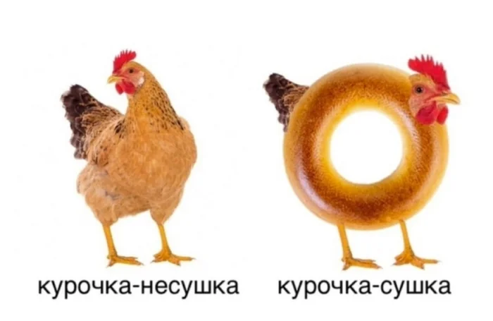 Comparative Chicken Studies - Hen, Picture with text, Humor