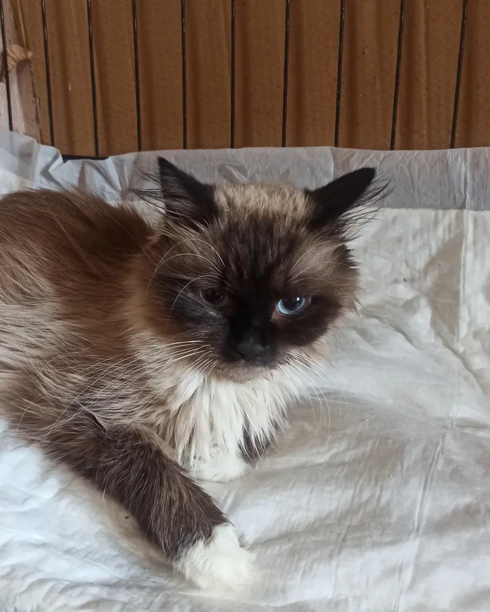 Bella News. To FIP or Not to FIP, That is the Question - My, Animal Rescue, Homeless animals, Volunteering, Shelter, Overexposure, Animal shelter, The rescue, Charity, Kindness, cat, No rating, Cat lovers, Fluffy, Telegram (link), Neva Masquerade, Longpost