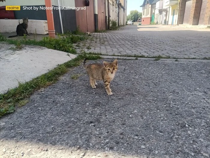 Городские красавцы - Моё, Кот, Калининград, Прогулка по городу, Пушистые, Погладь кота, Калининградская область, Уличная фотография, Фотография, Длиннопост