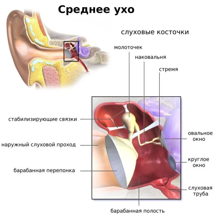 Уменьшительно-ласкательные перлы - Моё, Школьники, Юмор, Перлы, Абсурд, Игра слов, Учитель, Школа, Биология, Уши, Маразм, Урок, Преподаватель