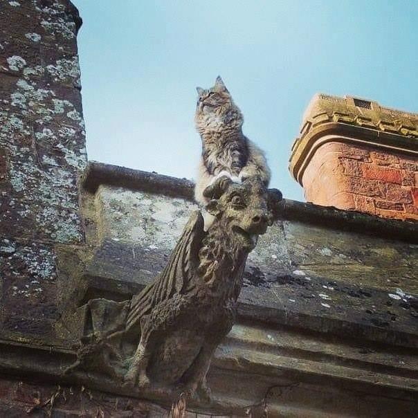 Gargoyle with decoration - cat, Gargoyle