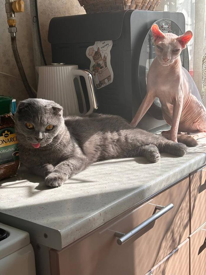 Тут на фото справа один из самых вредных котов на передержке, и даже с ним Плюш поладил)