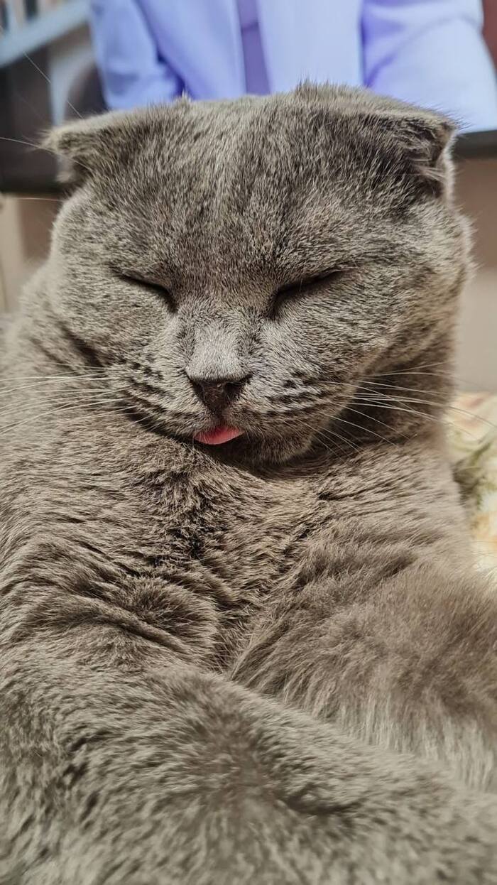 Кот, которого никто не хочет укотовлять:(