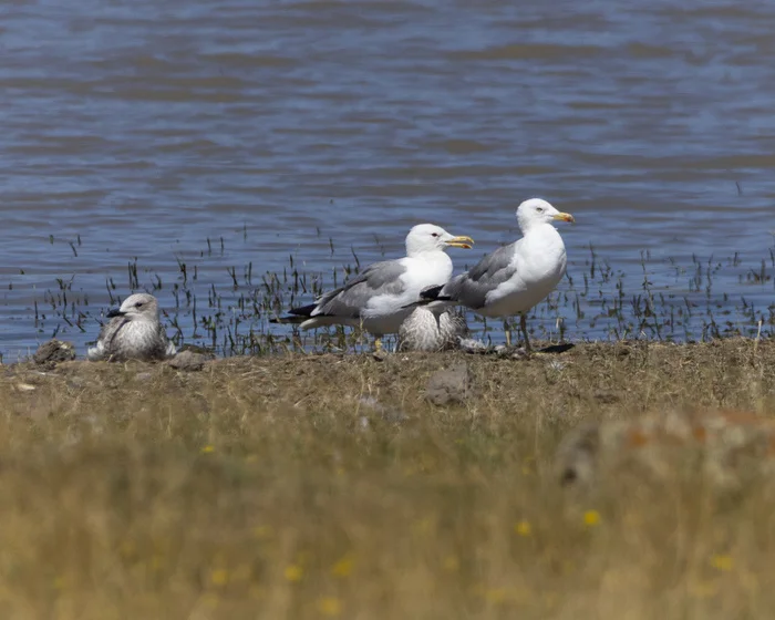 Armenian Gull: Another Gull with a White Head. What's So Special About It? - My, Nauchpop, Evolution, Birds, Seagulls, Armenia, Ornithology, Biology, Animals, Sevan, Travels, In the animal world, Longpost