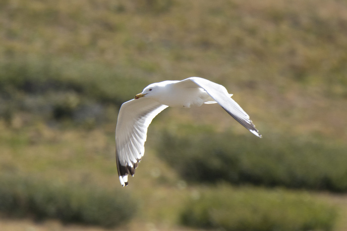   ( ) (Larus vegae mongolicus)