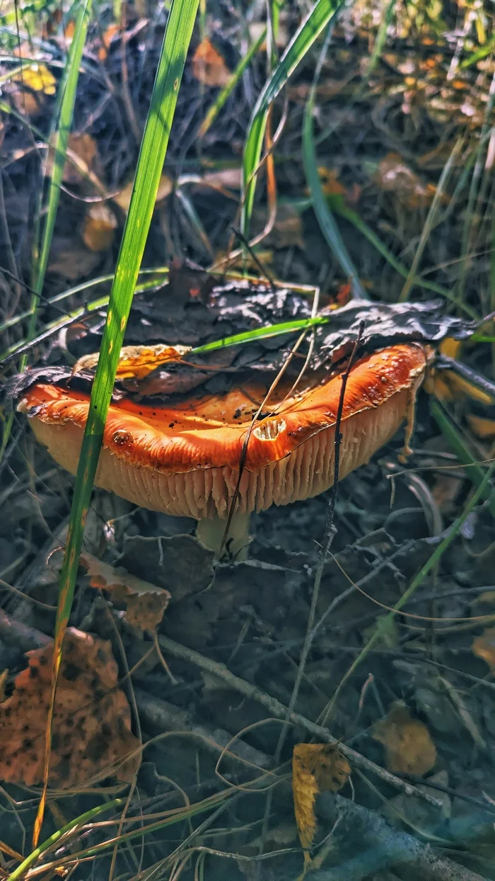 Actually, the second batch of photos from our mini mushroom picking trip... - My, Google, Pixel Art, Google pixel smartphone, Pixel, Vyksa, Nizhny Novgorod Region, Forest, Mushrooms, The photo, Mobile photography, Beautiful view, Grass, Longpost