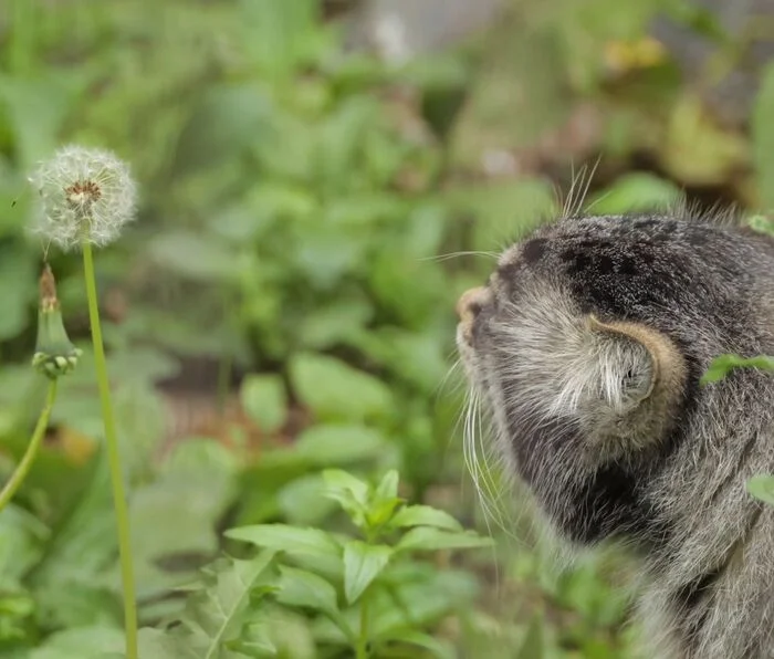 If you don't blow, the miracle won't happen (c) Amayak Akopyan - Pallas' cat, Small cats, Cat family, Predatory animals, Wild animals, Longpost, Dandelion, The photo, Zoo