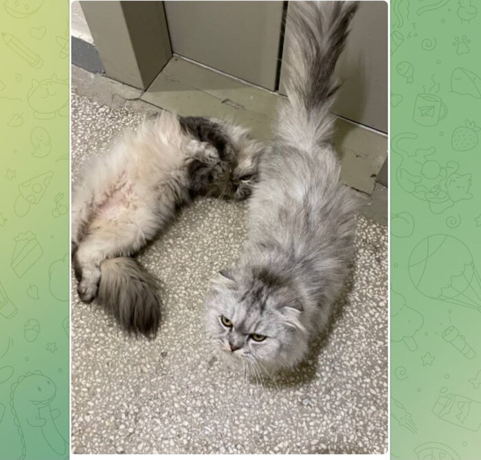 Муся и Стеша в подъезде