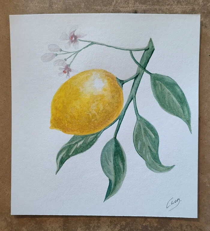 I'm learning to paint with watercolors on citrus fruits - My, Beginner artist, Painting, Drawing, Watercolor, Lemon, Tangerines, Learning to draw, Illustrations, Botanical illustration, Botany, Longpost