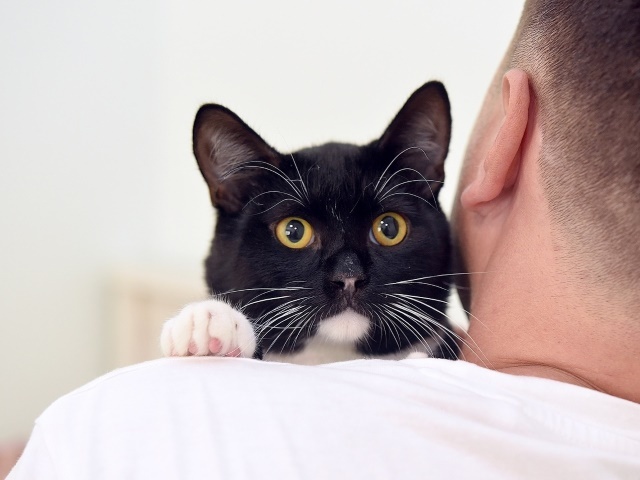 Affectionate, playful teenage cat Zhuchok in good hands - In good hands, Homeless animals, Overexposure, cat, Marquis, Moscow, No rating, Longpost