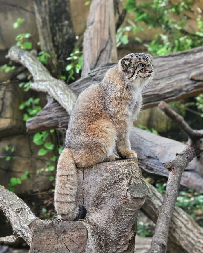 � ����� �������