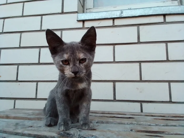 Подброшенные котята. Авито держит дырявую марку - Моё, Котята, Вешенская, Лига Добра, В добрые руки, Кот, Бездомные животные, Кошатники, Пушистые, Длиннопост