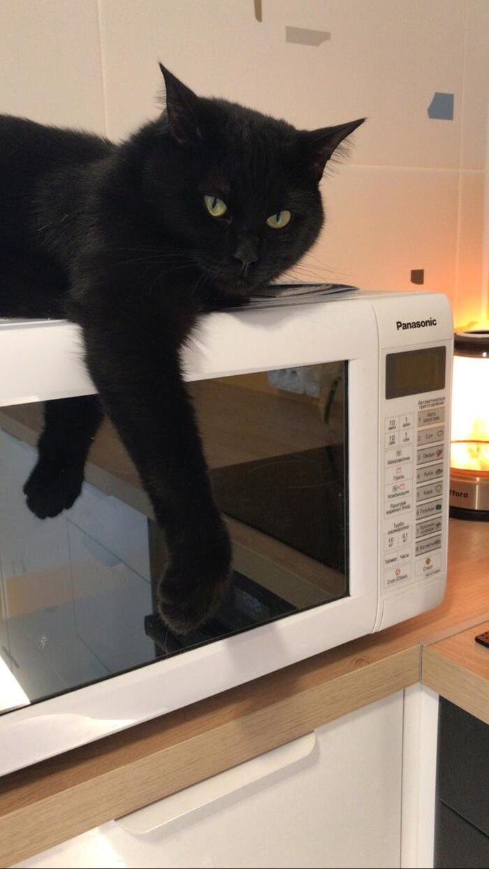 Кот, просто кот