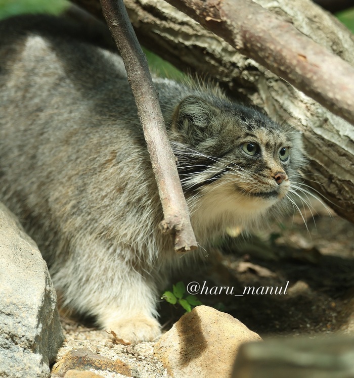 Фигушки тебе, Бол, а не заначка