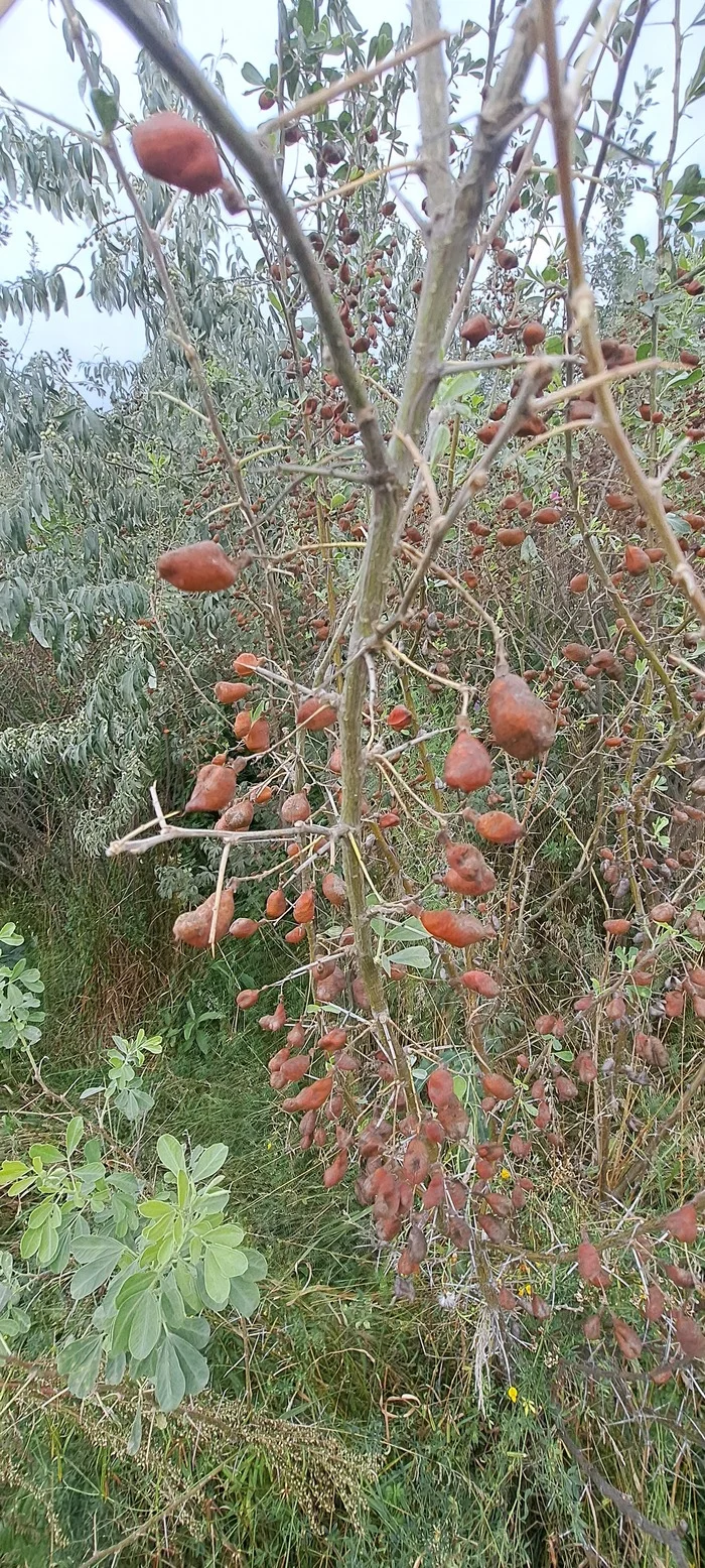 Help identify the plant - Question, Ask Peekaboo, Longpost, Plants, Mobile photography