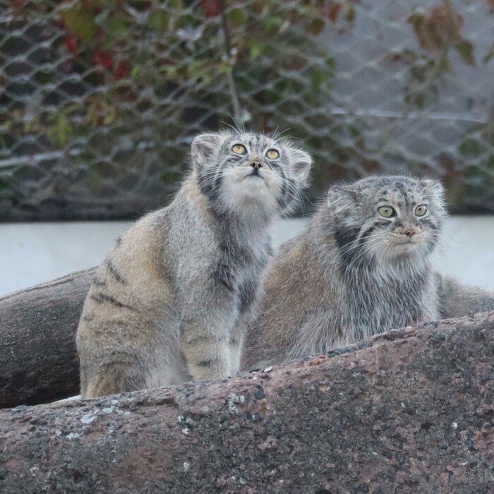 Мама, смотри, птички! Давай поймаем!