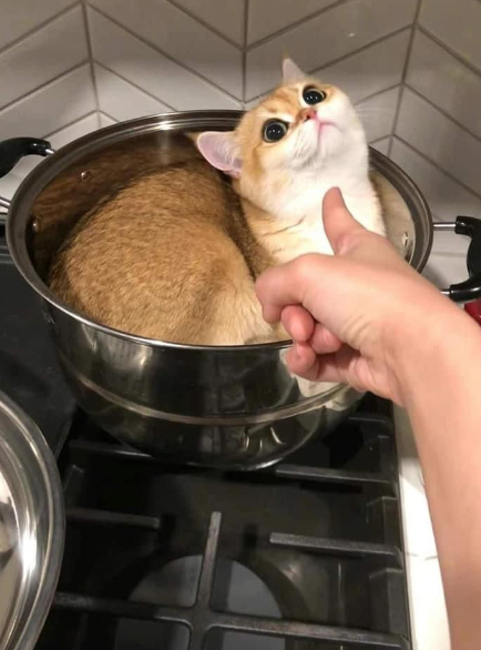 Суп с котом, начало