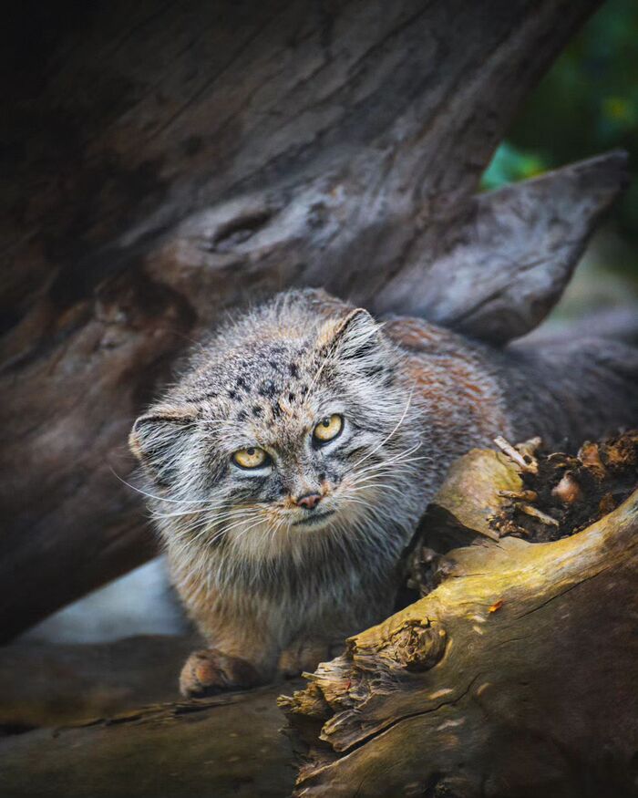 Просыпайся, вставай, пора котика кормить!