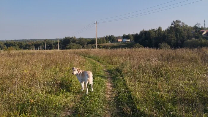 Пятница - Моё, Домашние животные, Собака, Алкоголь, Водка, Сало, Длиннопост, Фотография