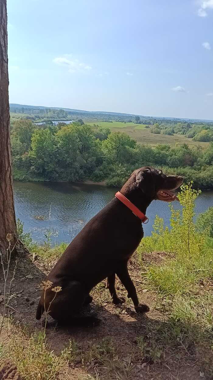 The last warm days of this summer - My, Kurzhaar, Udmurtia, Cheptsa, Dog, Glazov, The photo, Walk