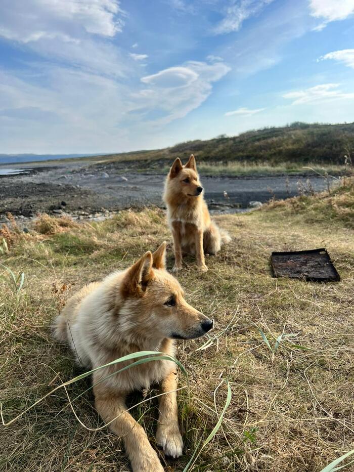 Wild dogs that aren't wild at all)) - My, Peninsula Middle, Stray dogs, Kola North, North