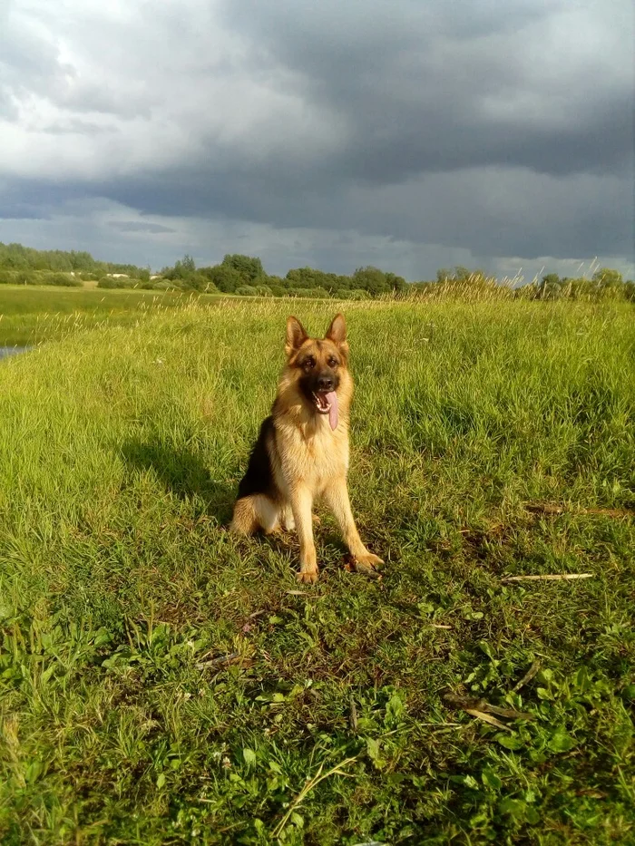 Security guard - Humor, Dog, German Shepherd, Longpost, The photo