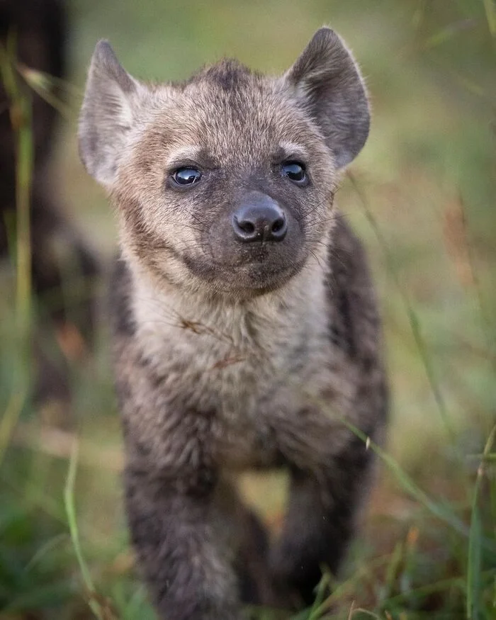 Cutie - Young, Hyena, Spotted Hyena, Predatory animals, Wild animals, wildlife, Reserves and sanctuaries, Masai Mara, Africa, The photo