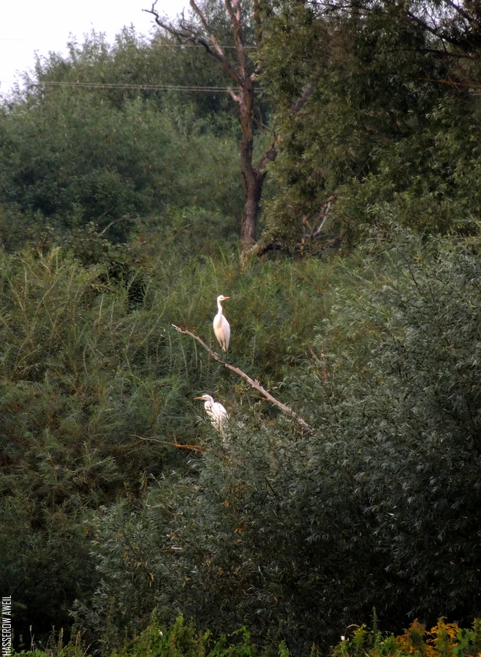 A pair of white herons rest on the bank of the Instruch River / Chernyakhovsk - My, Chernyakhovsk, Insterburg, Kaliningrad, Kaliningrad region, City walk, River, Egret, Heron, Birds, The photo, Instruct