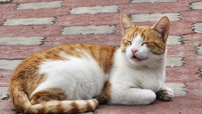 Reply to the post You met a smiling cat, +10 to luck today) - My, Kittens, Smile, cat, Fluffy, Pet the cat, Redheads, Cat family, Calmness, Zen, Appeasement, Reply to post