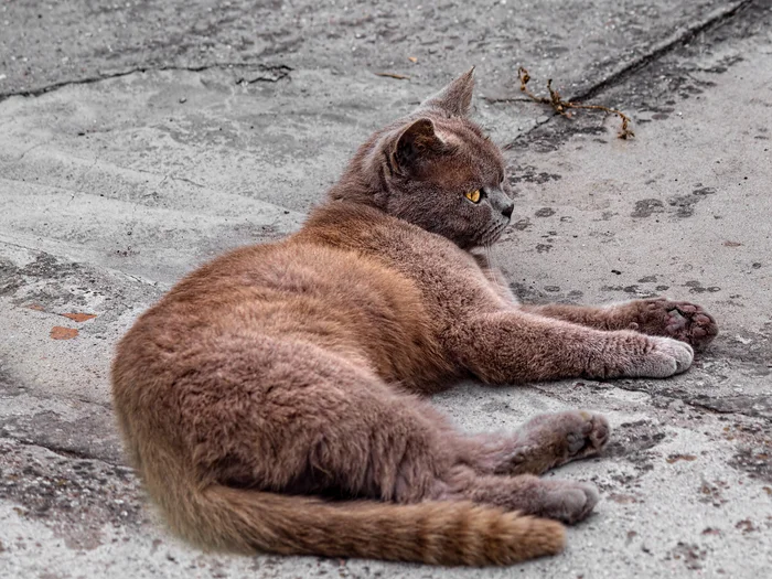 On grey - The photo, Canon, Street photography, City walk, cat, British Shorthair, Beginning photographer, Crimea, Evpatoria