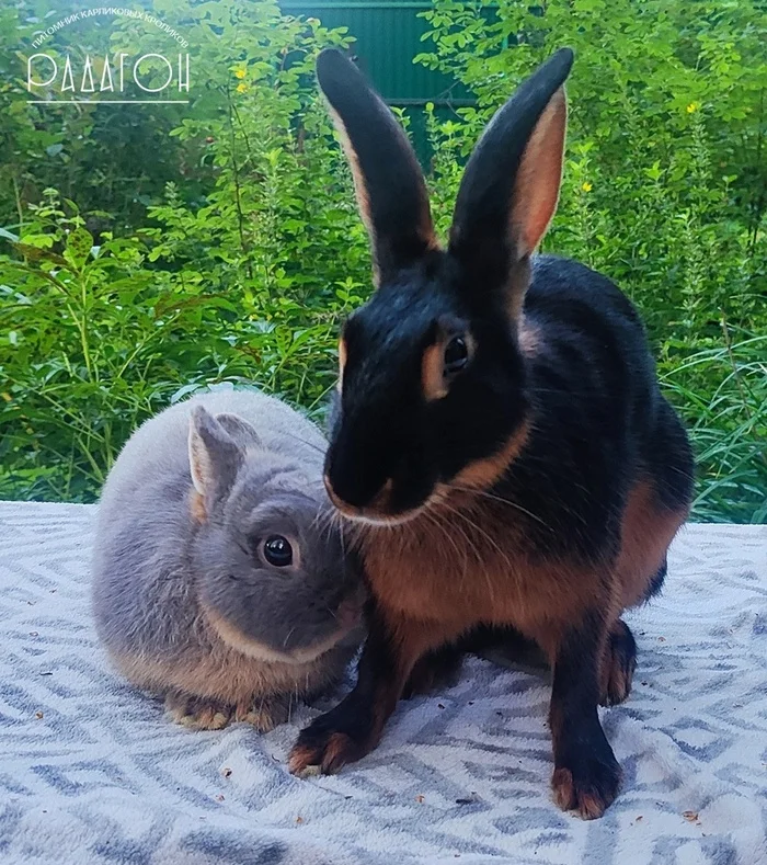 Hello big woman - My, Pets, Animals, Rabbit, Rabbit breeding, Dwarf rabbits, Longpost