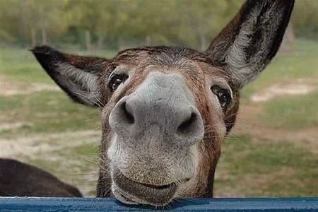 About the donkey - Christianity, Donkey, VKontakte (link)