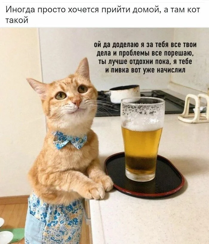 Friday Cat - Strange humor, Friday, cat, Beer, Picture with text