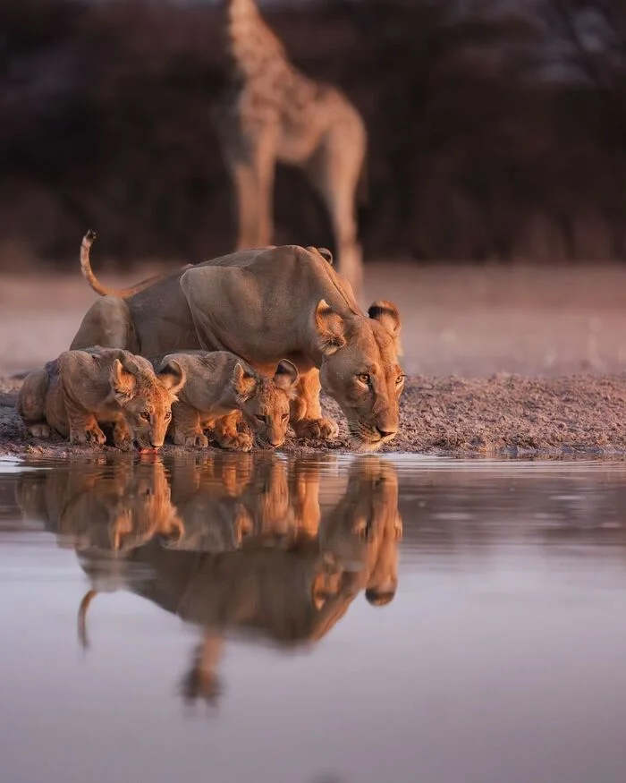 Watering hole - Lion cubs, Lioness, a lion, Big cats, Cat family, Predatory animals, Wild animals, wildlife, Reserves and sanctuaries, South Africa, The photo, Waterhole