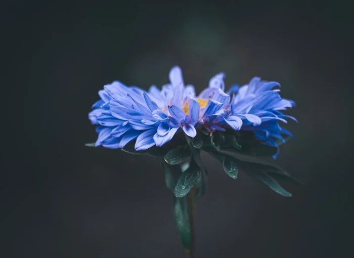 The last colors of summer - My, The photo, Summer, Flowers