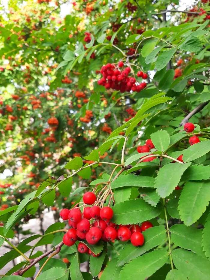 Rowan - My, The photo, Mobile photography, Rowan, Autumn, Samsung A50