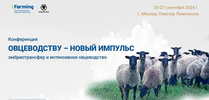 We invite you to take part in the conference A new impetus for sheep farming! - My, Entrepreneurship, Good news, Small business, Sheep, Sheeps, Rams, Mrs, The conference, Online, Сельское хозяйство, Business, Breed, Technologies, Startup, Longpost