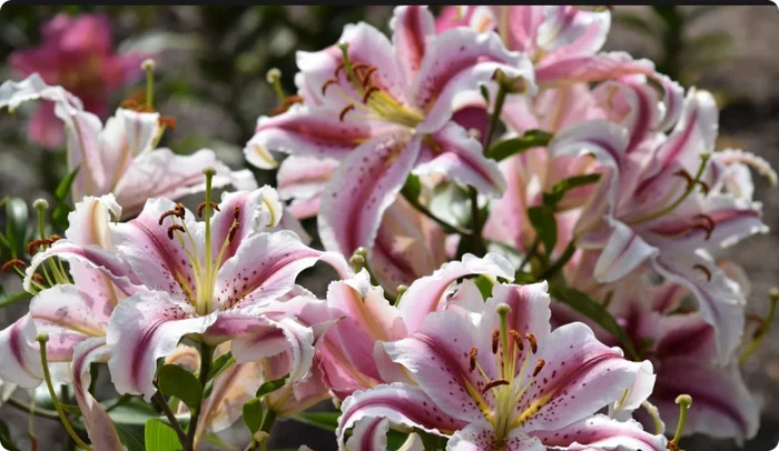 Oriental lily Playtime - My, Garden, Gardening, Plants, Garden, Longpost