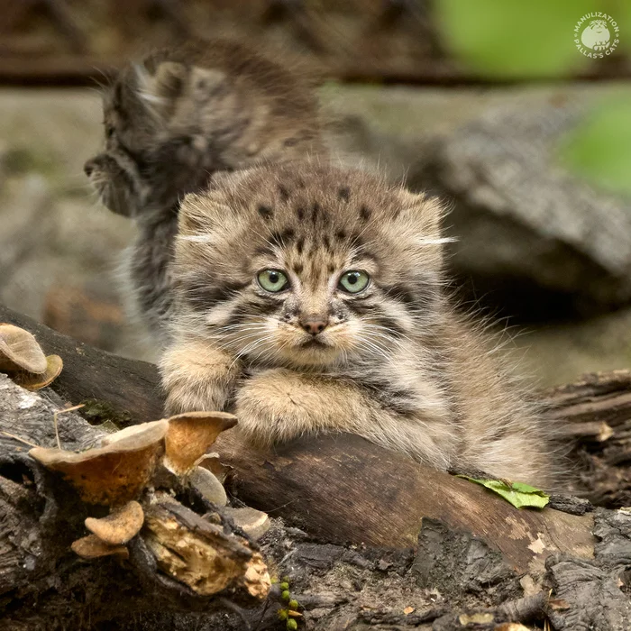 Loloshka 4 - My, Pallas' cat, Wild animals, Cat family, cat, Novosibirsk Zoo, Predatory animals, Small cats, Young