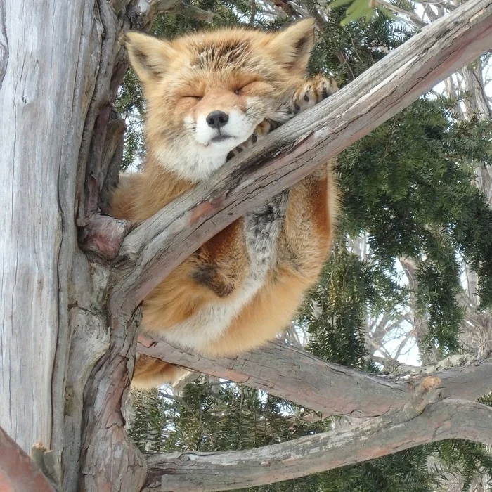 A fox perched on a spruce... - The photo, Fox, Animals, In the animal world, Tree