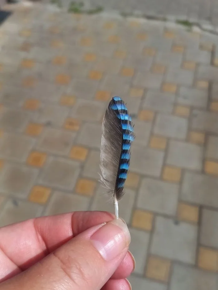 Simple joys - My, The photo, Feather, Jay, Birds