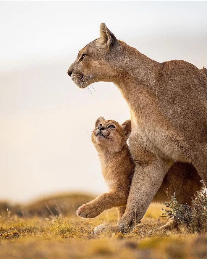 First time in first grade - Wild animals, Predatory animals, Cat family, Small cats, Puma, wildlife, The photo, Young, Patagonia, Longpost