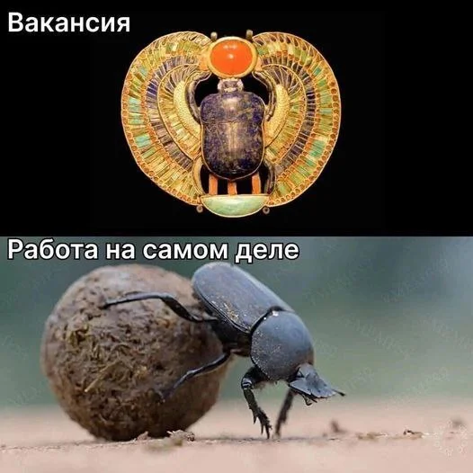 Typical ad on hh.ru - Short post, Humor, Sarcasm, Irony, Picture with text, Demotivator, Expectation and reality, Work, Scarab