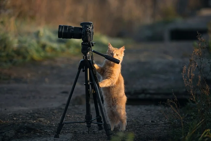 Ответ на пост «Строгий фотограф» - Кот, Фотография, Длиннопост, Ответ на пост, ВКонтакте (ссылка)