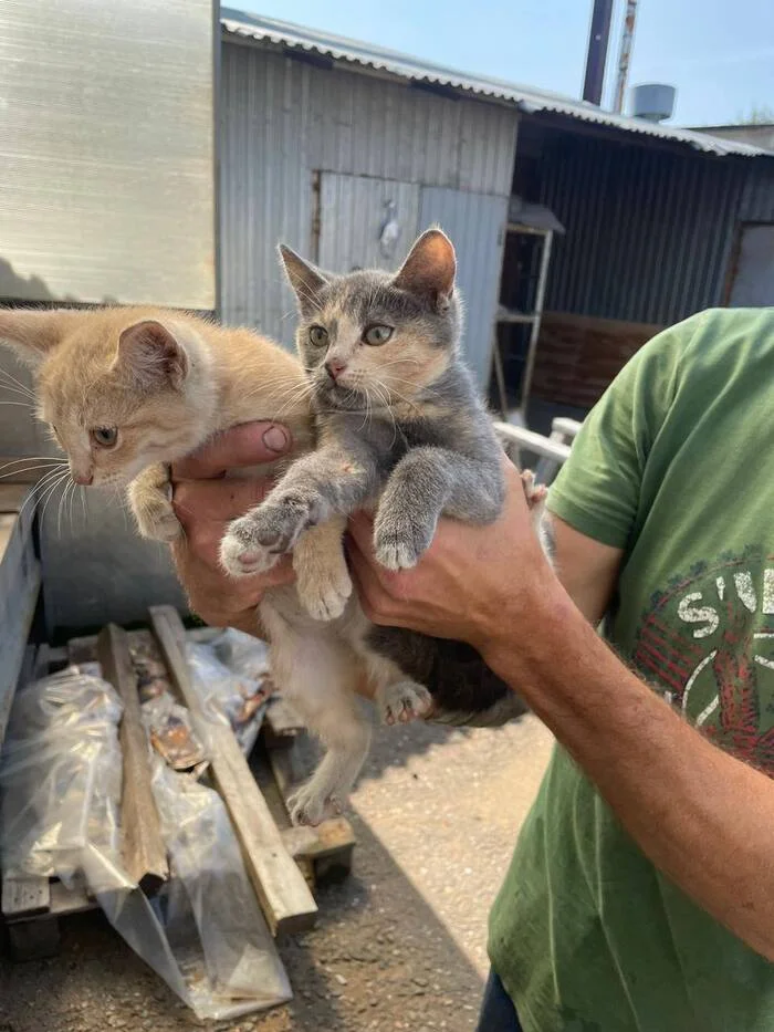 Four small kittens from an industrial area have less than a week to find a home. Unfortunately, there are those they have disturbed - Moscow region, No rating, Kindness, Helping animals, The strength of the Peekaboo, In good hands, Homeless animals, Good league, Kittens, cat, Longpost, Moscow