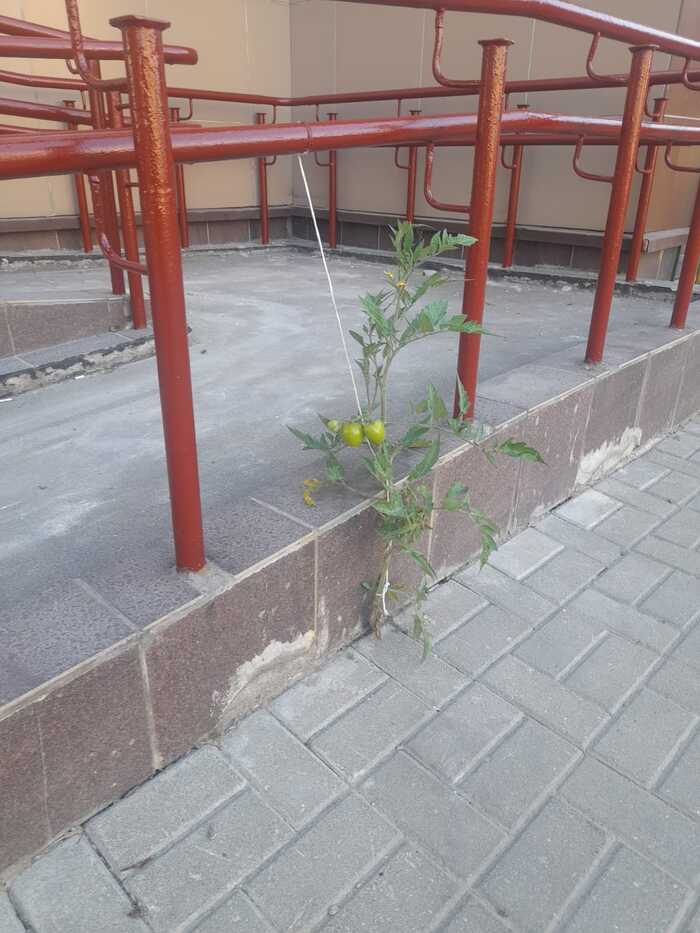 Tomato sprouted from under the paving slabs - My, Tomatoes, Entrance, Tile, Plants