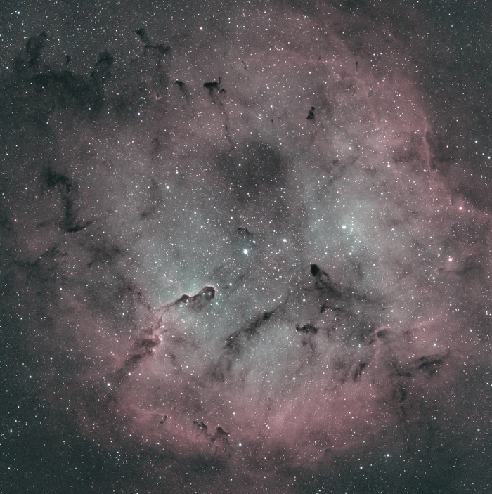 (IC 1396A)           IC 1396   .     ,      . : ZWO am5 + RedCat 51 + Asi 533mc.   3,5  