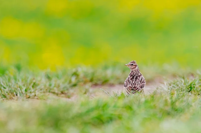 Birds portraits part 6 - My, Picture with text, Bird watching, The photo, Birds, Warbler, gray flycatcher, Zhulan Sorokoput, Larks, Ornithology, Ornithology League, Longpost