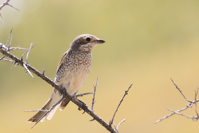 Обыкновенный жулан